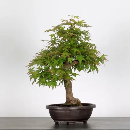 image supplémentaire - ERABLE DU JAPON "ACER...