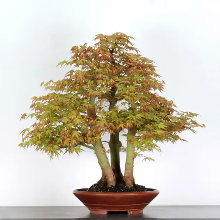 image supplémentaire - ERABLE DU JAPON "ACER...
