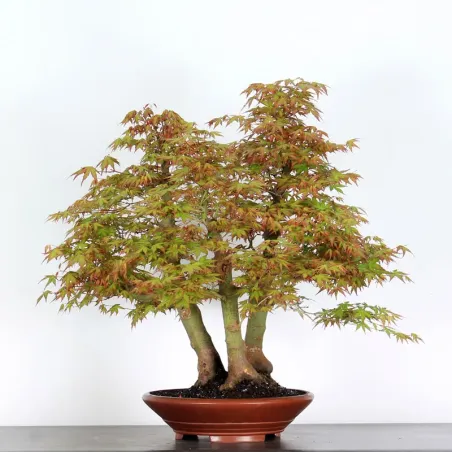 ERABLE DU JAPON "ACER PALMATUM"-5-4
