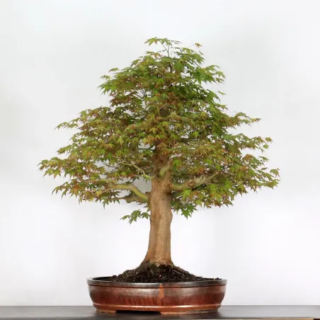image supplémentaire - ERABLE DU JAPON "ACER...