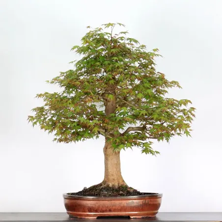 ERABLE DU JAPON "ACER PALMATUM" 5-2