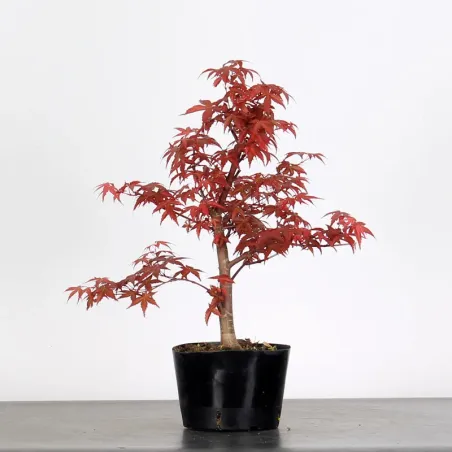 Bonsai Acer Deshojo AD-1-2