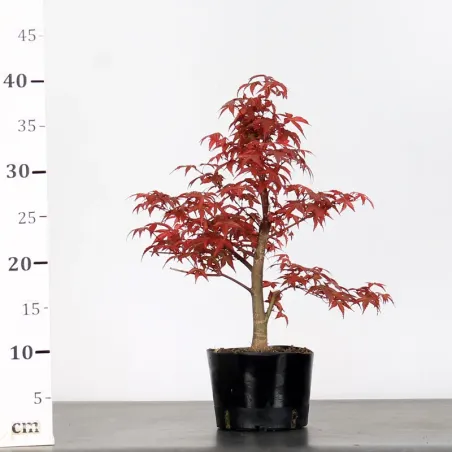 image supplémentaire - ÉRABLE "ACER DESHOJO" 1-2