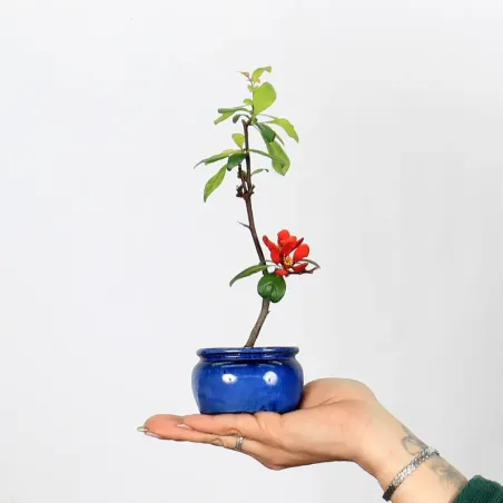Bonsai Chaenomeles Japonica