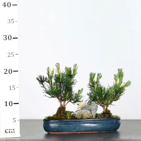 image supplémentaire - BONSAI PINUS MUGO 1-2