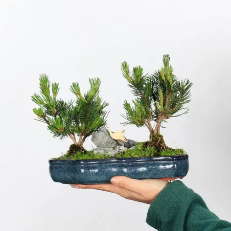 Pin mugo bonsai PM-1-2