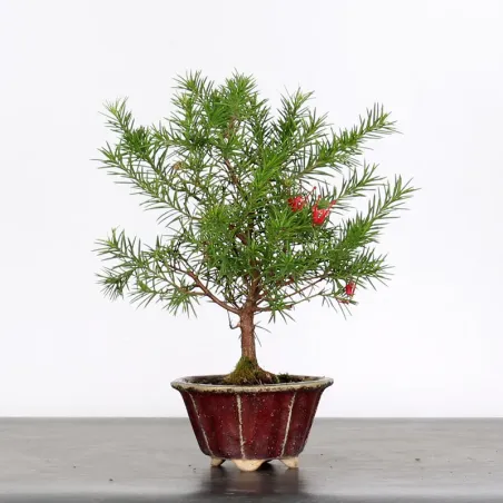 GREVILLEA JUNIPERINA 1-1