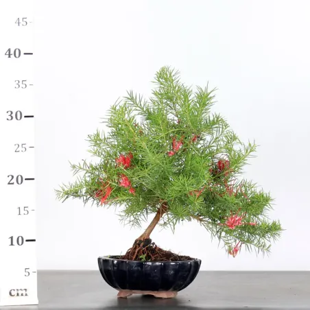 image supplémentaire - GREVILLEA JUNIPERINA 1-2