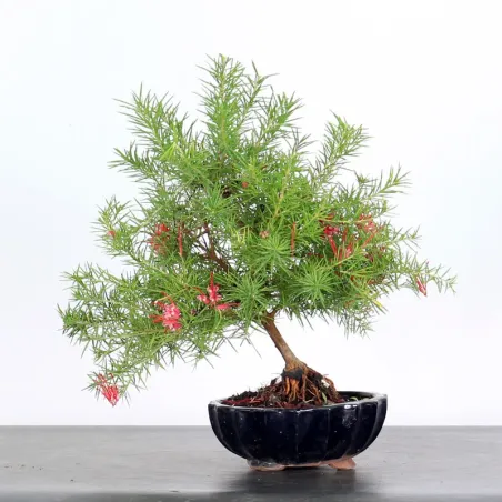 GREVILLEA JUNIPERINA 1-2