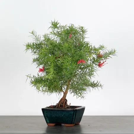 GREVILLEA JUNIPERINA 1-4