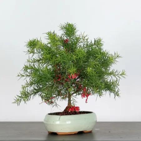 GREVILLEA JUNIPERINA 1-5