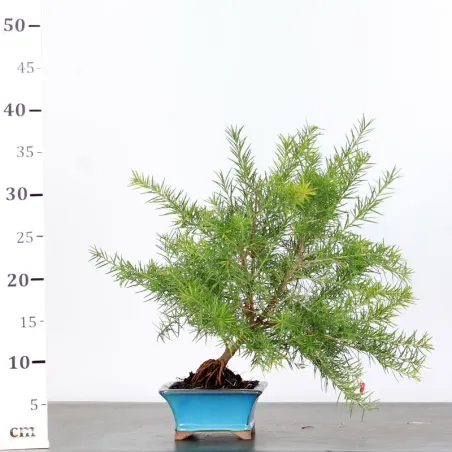 image supplémentaire - GREVILLEA JUNIPERINA 1-6
