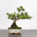 BONSAI PINUS MUGO 1-5