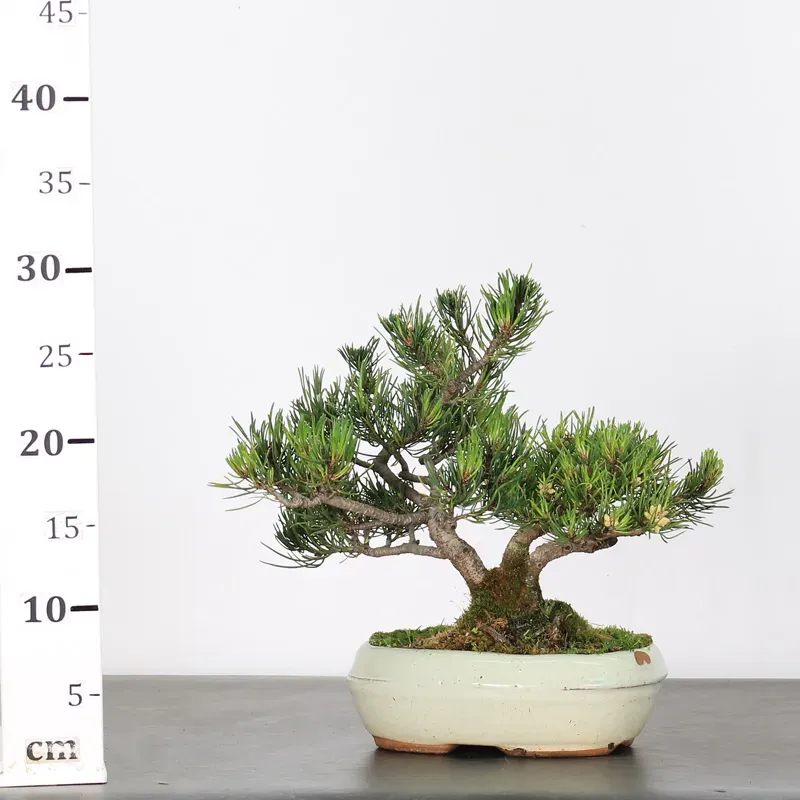 image supplémentaire - BONSAI PINUS MUGO 1-6