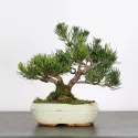 BONSAI PINUS MUGO 1-6