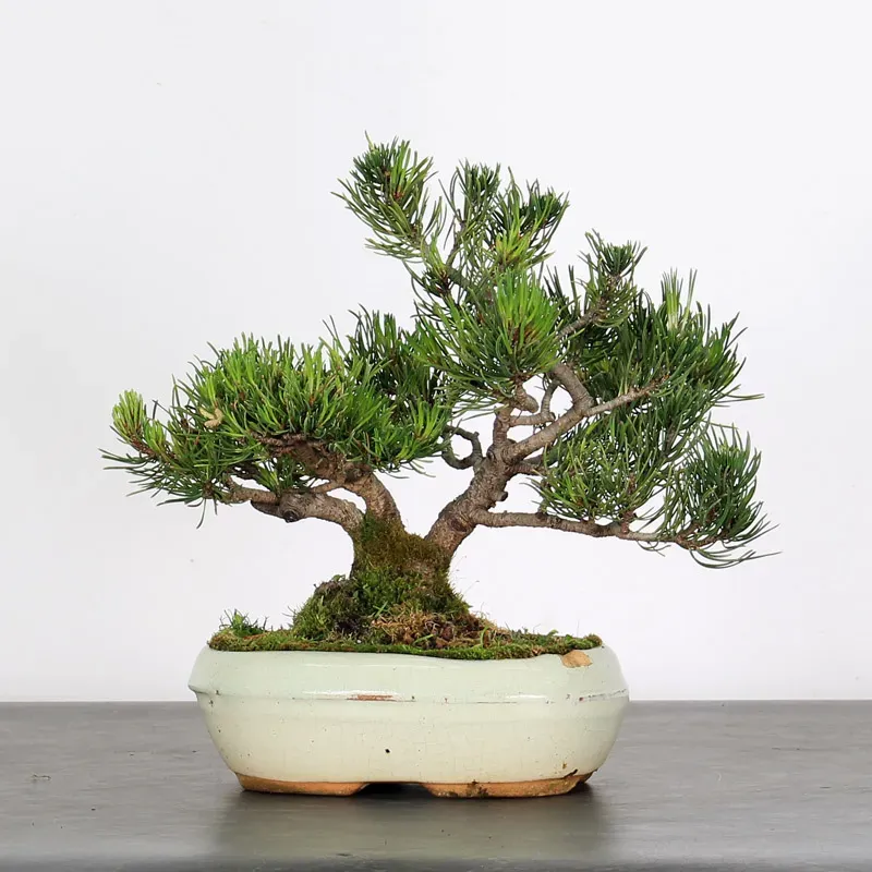 Pin mugo bonsai PM-1-6