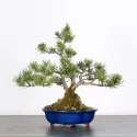 BONSAI PINUS MUGO 1-7