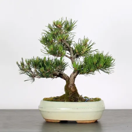Pin mugo bonsai PM-1-8