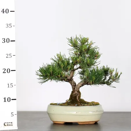 image supplémentaire - BONSAI PINUS MUGO 1-8