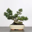 BONSAI PINUS MUGO 1-9