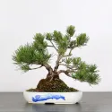 BONSAI PINUS MUGO 1-10