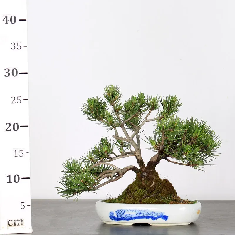 image supplémentaire - BONSAI PIN MUGO 1-10