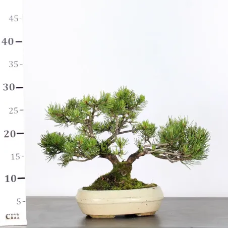 image supplémentaire - BONSAI PINUS MUGO 1-11