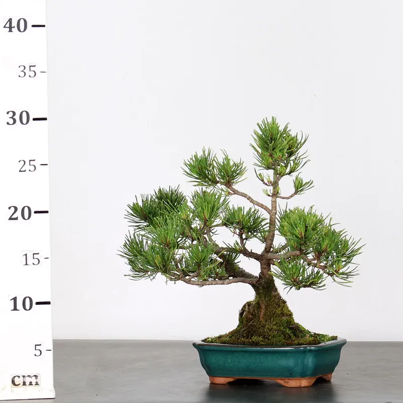 image supplémentaire - BONSAI PINUS MUGO 1-12