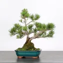 BONSAI PINUS MUGO 1-12