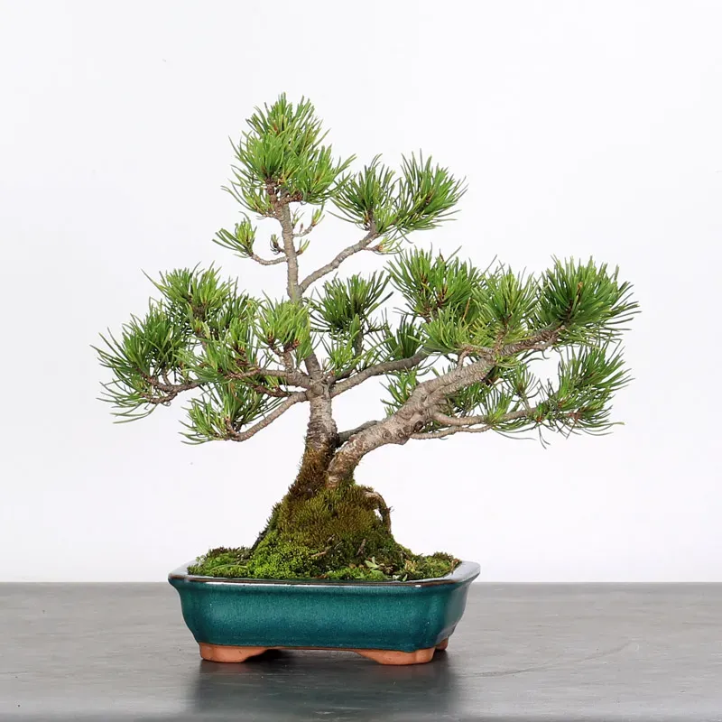 Pin mugo bonsai PM-1-12