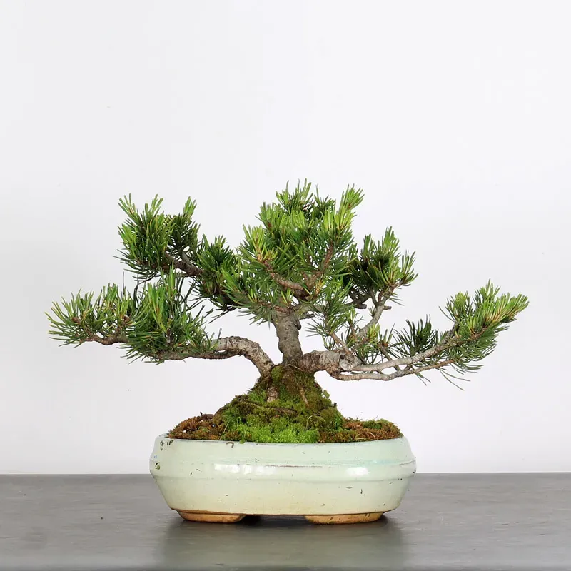 Pin mugo bonsai PM-1-14