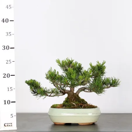 image supplémentaire - BONSAI PINUS MUGO 1-14