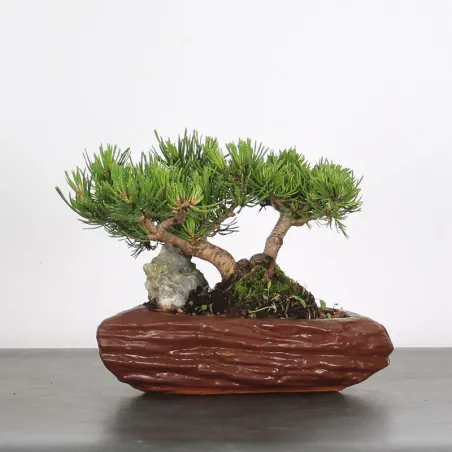 Pin mugo bonsai PM-1-15