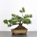 BONSAI PINUS MUGO 1-18