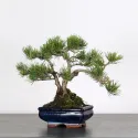 BONSAI PINUS MUGO 1-19