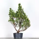 PREBONSAI PIN MUGO 2-1