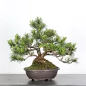 BONSAI PINUS MUGO 2-3