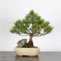 BONSAI PINUS MUGO 2-5