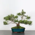 BONSAI PINUS MUGO 2-6