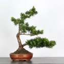 BONSAI PINUS MUGO 2-8