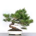 BONSAI PINUS MUGO 2-9
