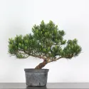 BONSAI PINUS MUGO 2-12