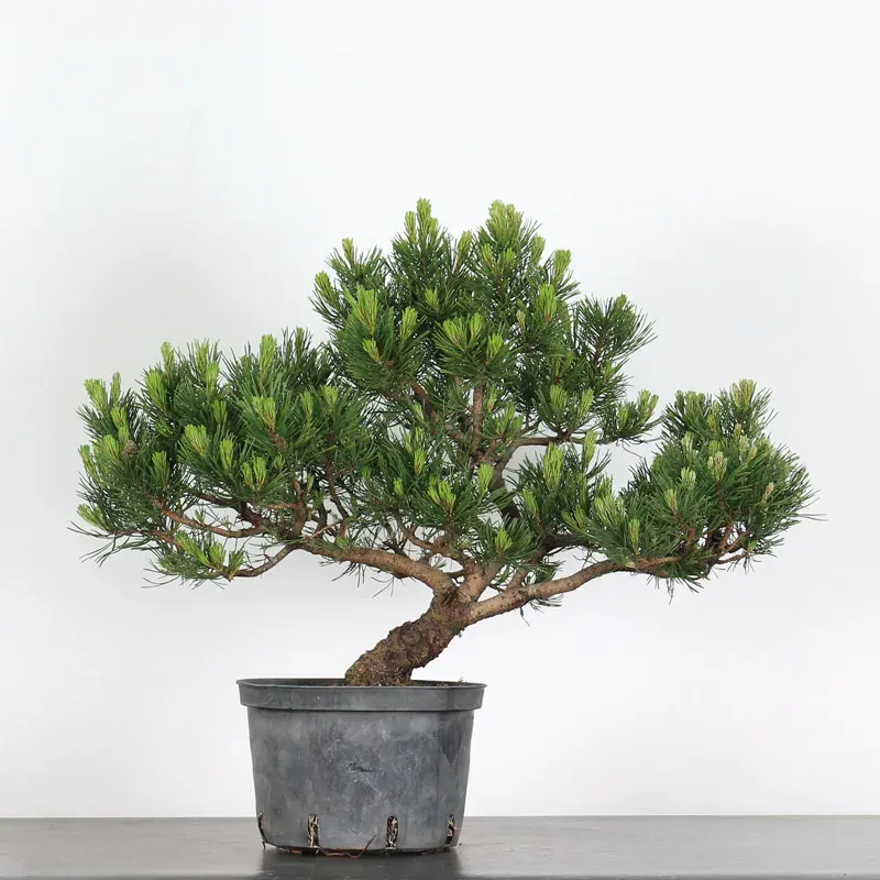 BONSAI PINUS MUGO 2-12