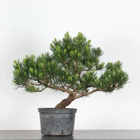 BONSAI PINUS MUGO 2-12