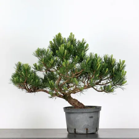 image supplémentaire - BONSAI PINUS MUGO 2-12