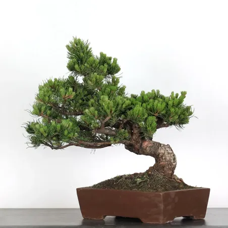 image supplémentaire - BONSAI PINUS MUGO 2-13