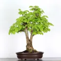 BONSAI TILLEUL "TILIA" 1-3