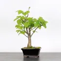 BONSAI TILLEUL "TILIA" 1-5