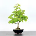 BONSAI TILLEUL "TILIA" 1-10