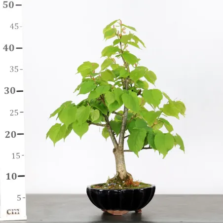image supplémentaire - BONSAI TILLEUL "TILIA" 1-10